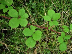 Rubus wirralensis
