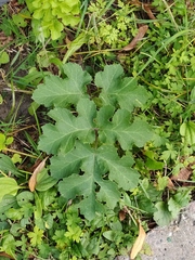 Heracleum sphondylium sibiricum