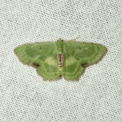 Metallochlora lineata