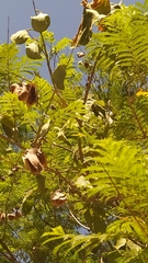 Jacaranda mimosifolia
