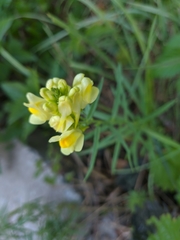 Linaria