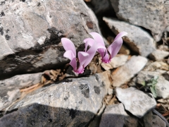 Cyclamen graecum