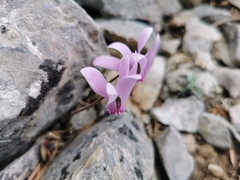 Cyclamen graecum