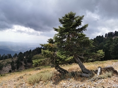 Abies cephalonica