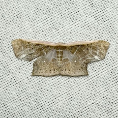 Tessarotis rubrata