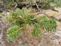 Abies cephalonica