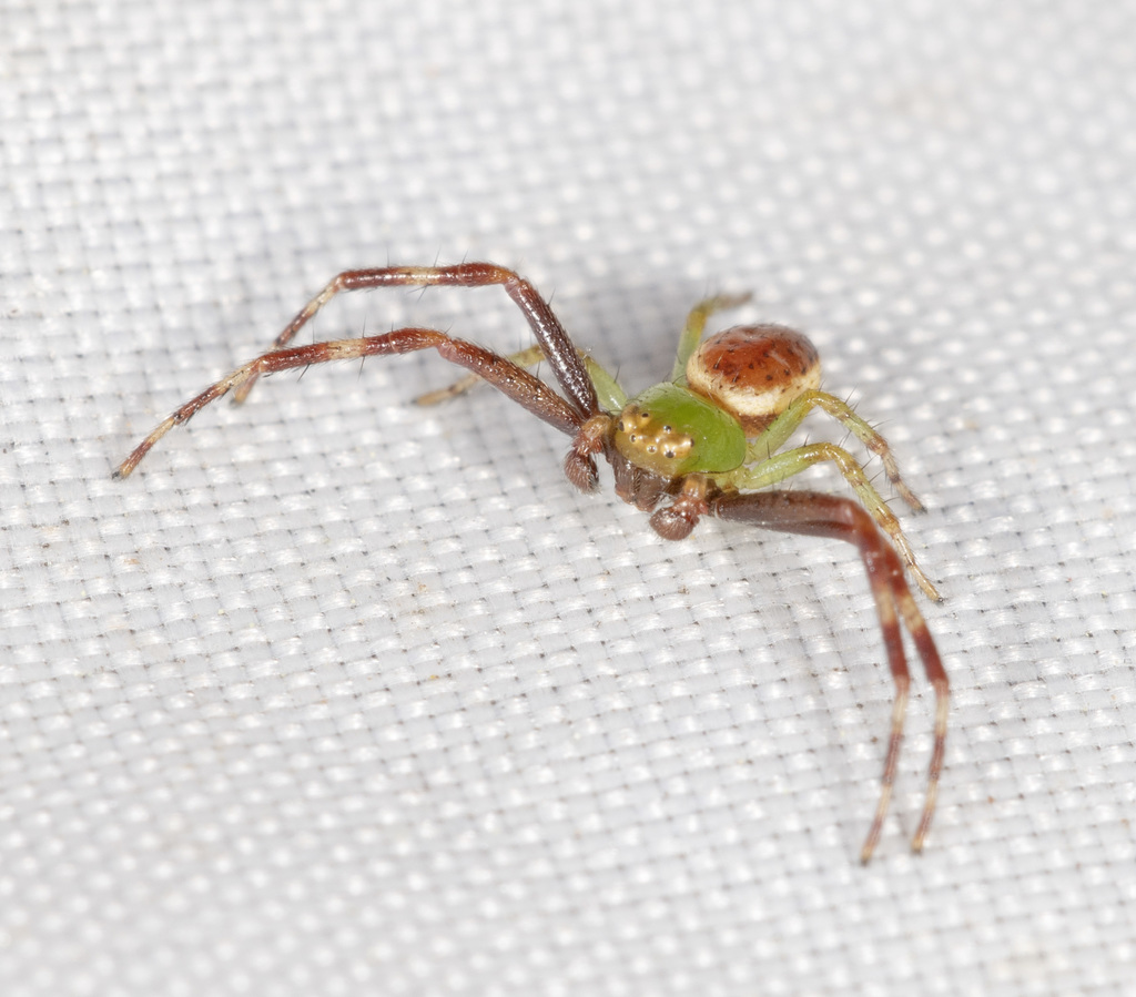 Australomisidia elegans