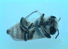 Megachile walkeri