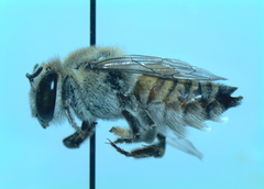 Megachile walkeri