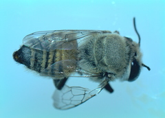 Megachile walkeri