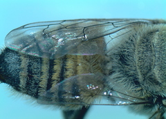 Megachile walkeri