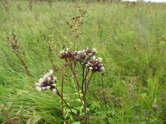 Saussurea parviflora