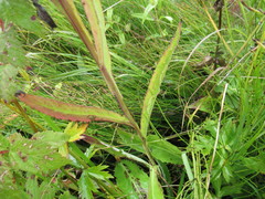 Saussurea parviflora