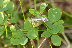 Crambus alienellus