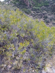 Colliguaja integerrima