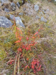 Koenigia tripterocarpa