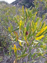 Colliguaja integerrima