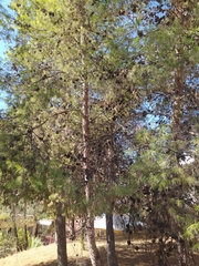 Pinus halepensis
