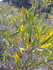 Colliguaja integerrima