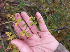 Thalictrum sparsiflorum