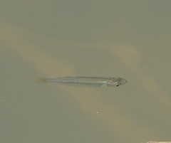 Melanotaenia splendida splendida