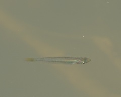 Melanotaenia splendida splendida