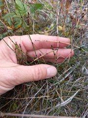 Equisetum scirpoides