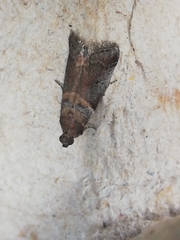 Acrobasis sodalella