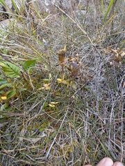 Gentianella auriculata