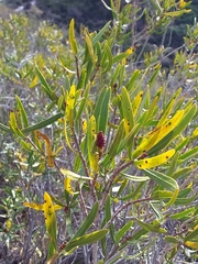 Colliguaja integerrima