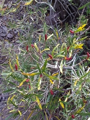 Colliguaja integerrima