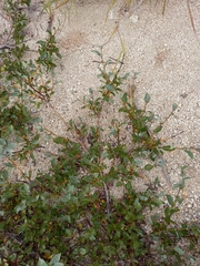 Salix saxatilis