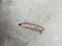 Ephestia woodiella