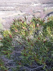 Colliguaja integerrima