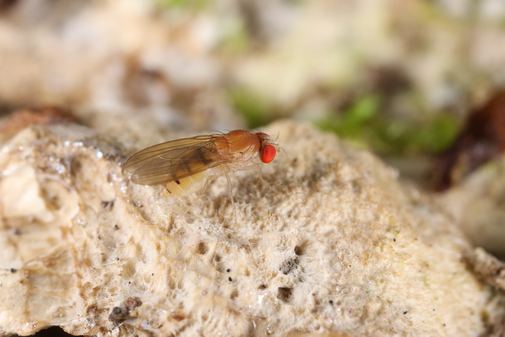 Leucophenga hungarica