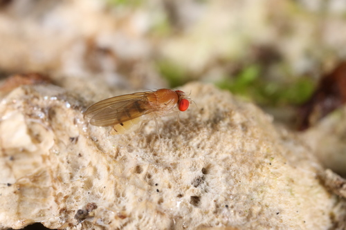 Leucophenga hungarica