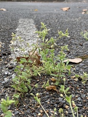 Cerastium glomeratum