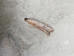 Ephestia woodiella