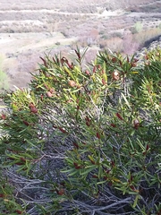 Colliguaja integerrima