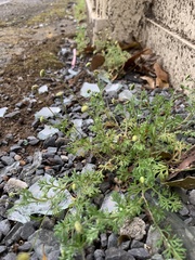 Cotula australis