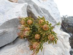 Leucadendron dregei