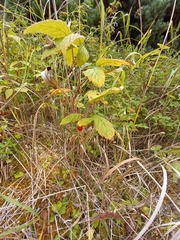 Rubus sachalinensis