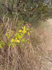 Thalictrum sparsiflorum