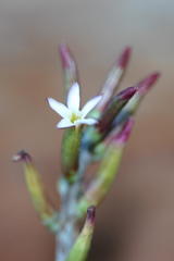 Adromischus triflorus