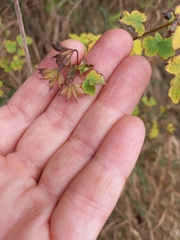 Thalictrum sparsiflorum