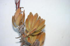 Adromischus triflorus