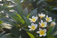 Plumeria rubra