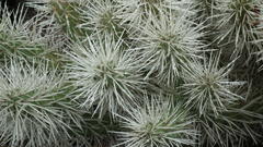 Cylindropuntia imbricata rosea