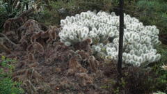 Cylindropuntia imbricata rosea