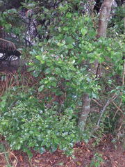 Cryptocarya triplinervis